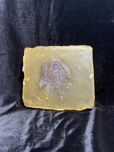 Messel fossil replik - fossil,