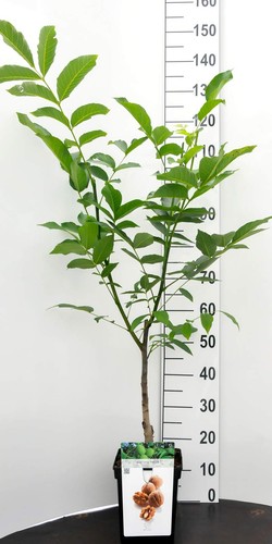 Mini walnußbaum oder - oder, walnuß