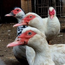 Eier Bruteier Enteneier