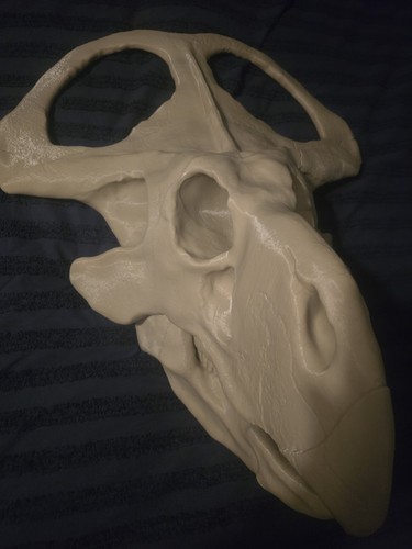 Riesige protoceratops schädel - riesige,