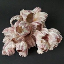 Natural Purple Acorn Barnacle