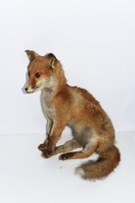 Taxidermie Tierpräparat - Fuchs - 40 x 30 cm