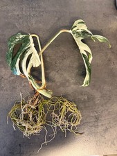 Monstera Deliciosa Variegata Borsigiana Albo  | 1 Ableger