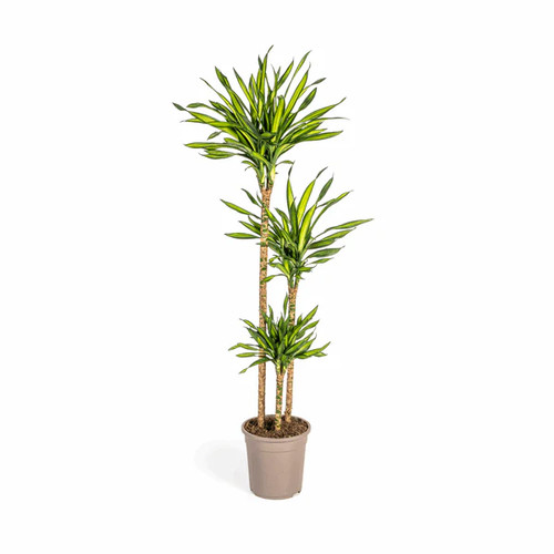 Dracaena deremensis rikki - deremensis,