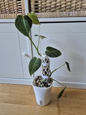 Philodendron Splendid Pflanze in Hydrokultur Mineralisches Substrat 