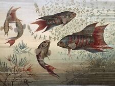 antike Grafik Fauna: Fische Meerlandschaft Aquarium Grossflosser Chromo 1900