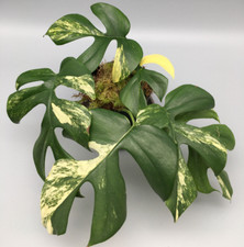 Monstera Minima Aurea