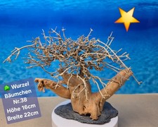 🌳Aquarium Wurzel Bonsai