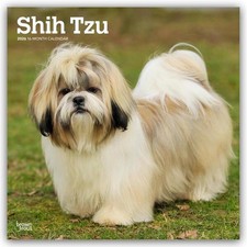 Shih Tzu 2026 -