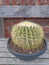 Echinocactus Grusonii "Schwiegermuttersitz" in einer 30cm Schale