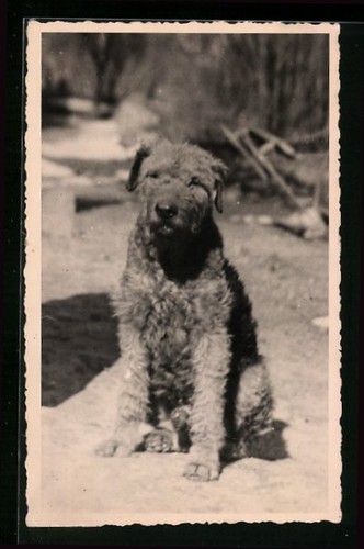 Sitzender hund - sitzender, im