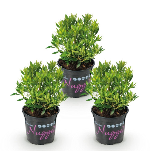 Rhododendron bloombux light - 3x,