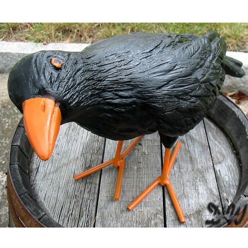 Schwarzer rabe taubenschreck - rabe,