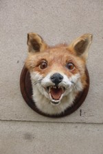 Fuchskopf  Trägerpräparat /