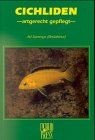 Cichliden artgerecht gepflegt von Ad Konings | Buch | Zustand gut