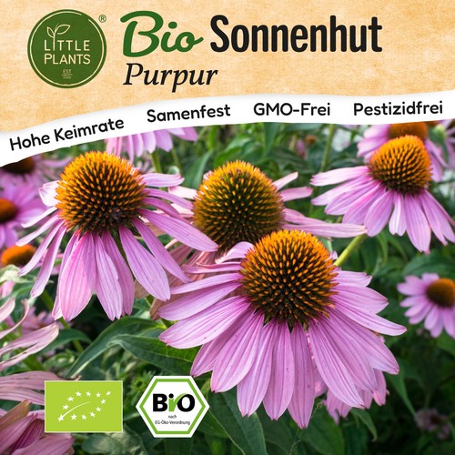 Sonnenhut samen 125 - (bio),