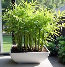 Kalkutta Bambus Pflanze für