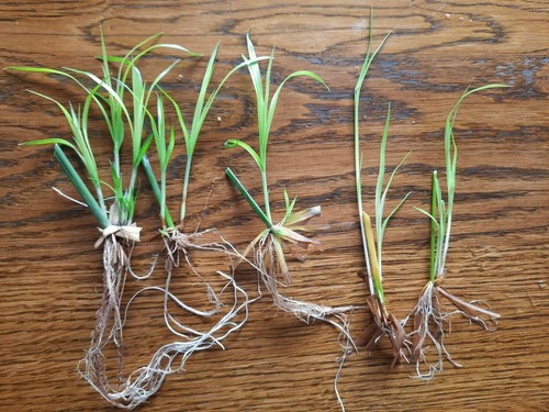 Zyperngras bewurzelte - ,