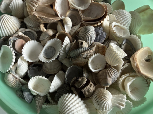 Muscheln 664 kg - muscheln,1.664,