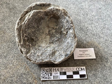 Kleine Stromatopora aus Gotland