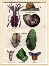 Kopffüsser: Weinbergschnecke