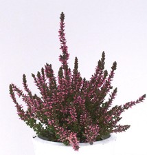 10x Knospenheide Gardengirls