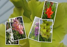 Gladiolen * Gladiolus  *  20 Samen * 5 verschiedene Sorten