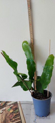 Epiphyllum-oxypetalum