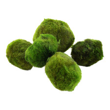 Tropica 1x Nano Mooskugel - Aegagropila linnaei Garnelen Aquarium Deko Moosball