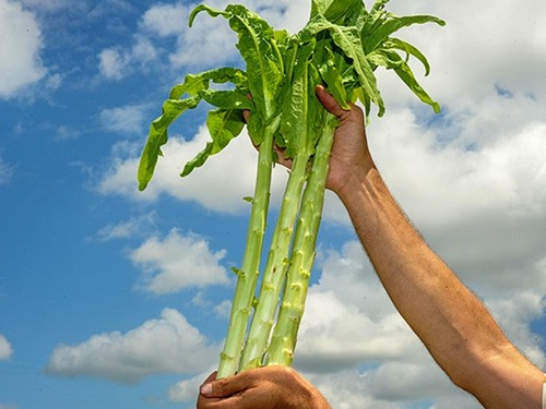 Samen spargel salat - 30+, spargel-salat
