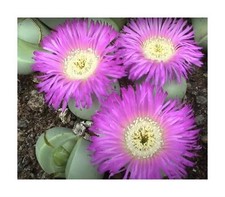 10x Argyroderma ringens lebender Stein Garten Pflanzen - Samen B689