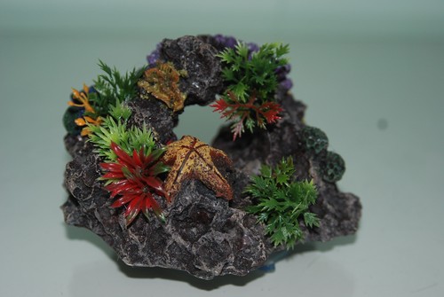 Aquarium rifffelsen sauger - rifffelsen, &