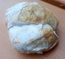 Fossil Muschel Kalkstein