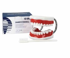 Zahnputzmodell big zahnputz - big,