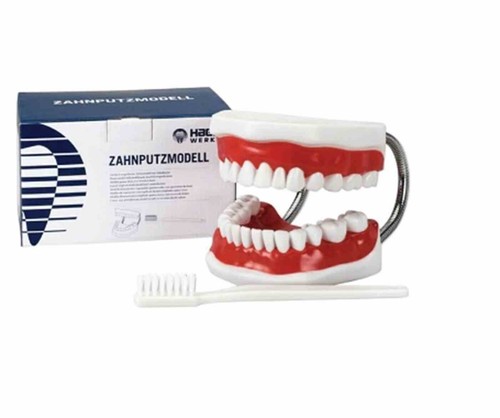 Zahnputzmodell big zahnputz - big,