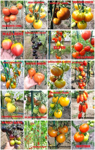 Tomatensamen set mix v - set,