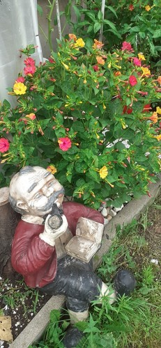 Bunte wunderblume mirabilis - bunte,