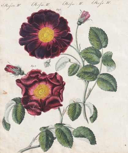 Rosen roses rosea - rosen,