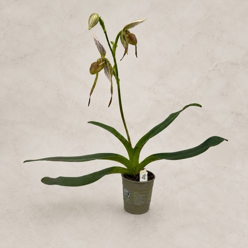Seltene orchidee paph - orchidee,