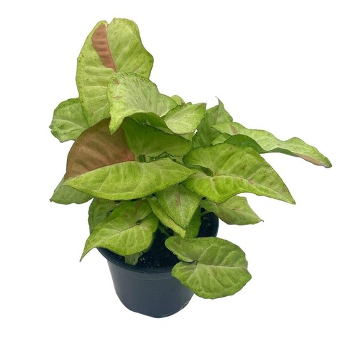 Milk confetti pink - milk, variegated
