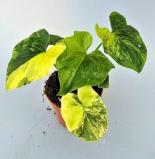 Sehr Schöner Philodendron