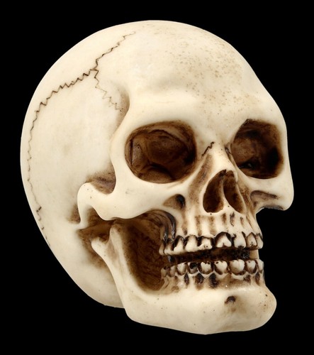 Menschlicher totenkopf mit - menschlicher,