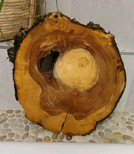 Kernfaule hohle apfelbaum - hohle,
