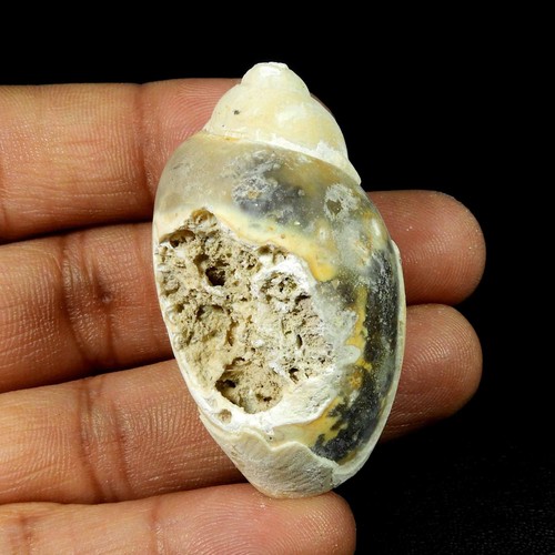 Natürliche schnecke fossil - natürliche,