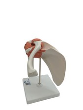 3B Scientific A80 Funktionales Schultergelenk