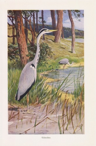 Graureiher ardea cinerea - ardea,