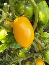 Banana Legs gelbe Tomate Flaschentomate