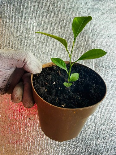 Vietnamesische limette - limette, –