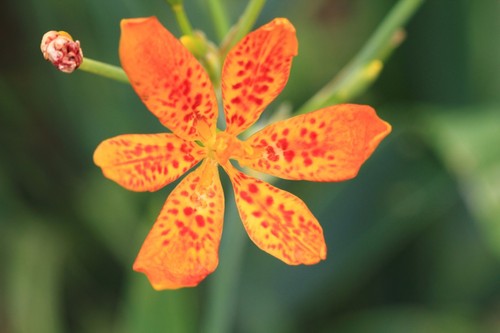 Samen exotische blüten - exotische,