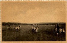 Ruanda Zebra -231938